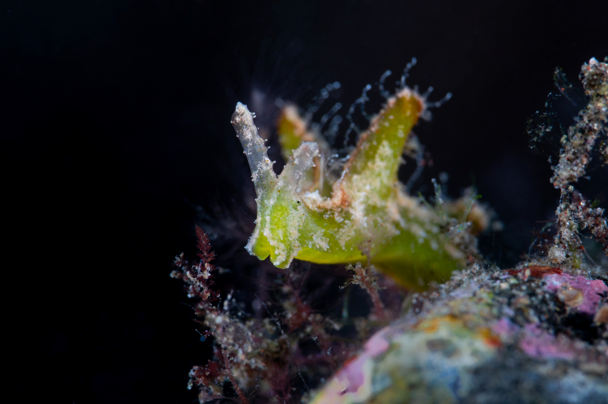 Elysia tomentosa
